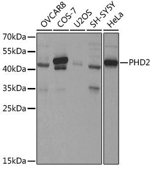 Anti-PHD2/EGLN1 Rabbit pAb