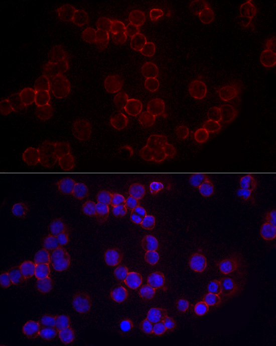 Anti-CD86 Rabbit pAb
