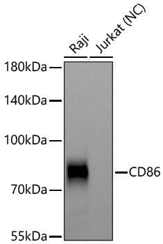 Anti-CD86 Rabbit pAb