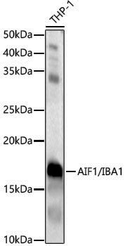 Anti-AIF1/IBA1 Rabbit pAb