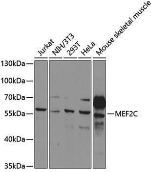 Anti-MEF2C Rabbit pAb