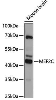 Anti-MEF2C Rabbit pAb
