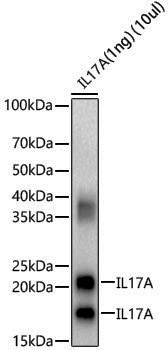 Anti-IL17A Rabbit pAb
