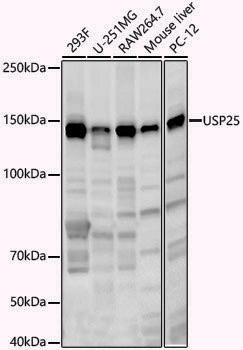 Anti-USP25 Rabbit pAb
