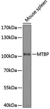 Anti-MTBP Rabbit pAb