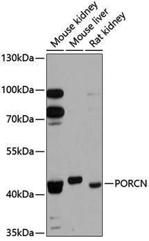 Anti-PORCN Rabbit pAb