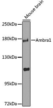 Anti-Ambra1 Rabbit pAb