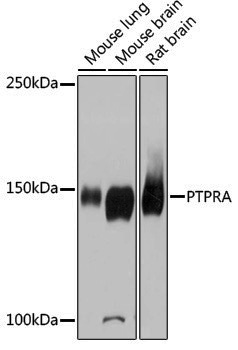 Anti-PTPRA Rabbit pAb