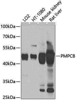 Anti-PMPCB Rabbit pAb
