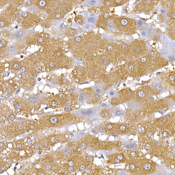 Anti-PGC1 Alpha Rabbit pAb