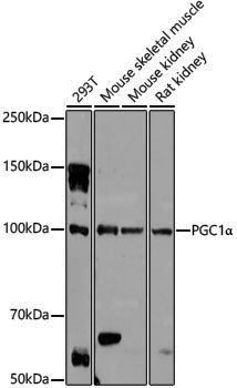 Anti-PGC1 Alpha Rabbit pAb
