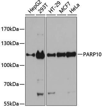 Anti-PARP10 Rabbit pAb