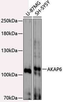 Anti-AKAP6 Rabbit pAb
