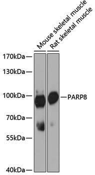 Anti-PARP8 Rabbit pAb