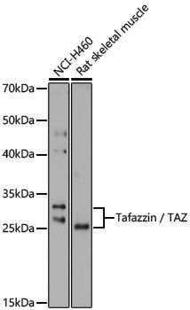 Anti-Tafazzin/TAZ Rabbit pAb