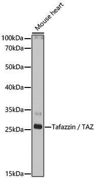 Anti-Tafazzin/TAZ Rabbit pAb