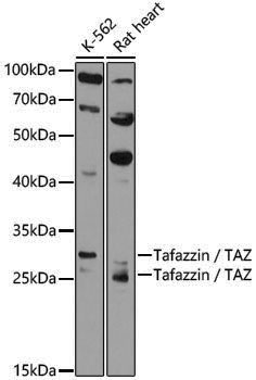 Anti-Tafazzin/TAZ Rabbit pAb