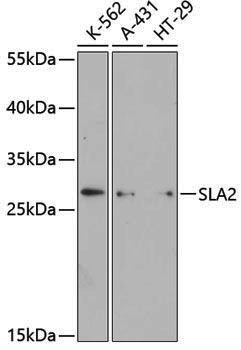 Anti-SLA2 Rabbit pAb