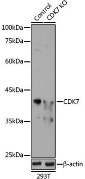 [KO Validated] Anti-CDK7 Rabbit pAb