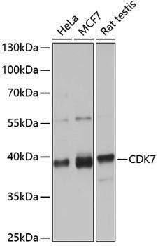 [KO Validated] Anti-CDK7 Rabbit pAb