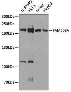 Anti-FAM208A Rabbit pAb