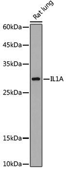 Anti-IL-1 Alpha Rabbit pAb