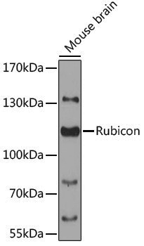 Anti-Rubicon Rabbit pAb