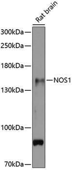 Anti-NOS1 Rabbit pAb