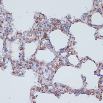 Anti-CD40 Rabbit pAb