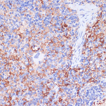 Anti-CD40 Rabbit pAb