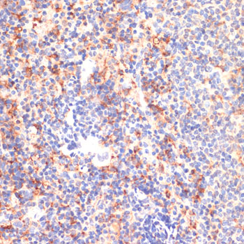 Anti-CD40 Rabbit pAb