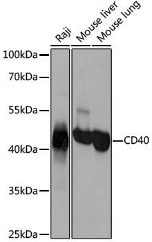 Anti-CD40 Rabbit pAb