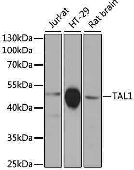 Anti-TAL1 Rabbit pAb
