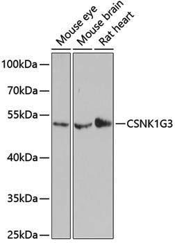 Anti-CSNK1G3 Rabbit pAb