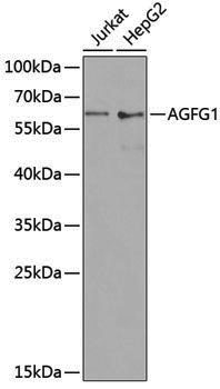 Anti-AGFG1 Rabbit pAb