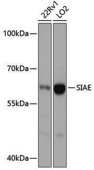 Anti-SIAE Rabbit pAb