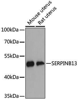 Anti-SERPINB13 Rabbit pAb