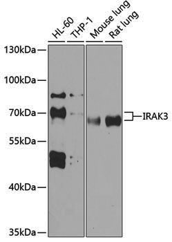 Anti-IRAK3 Rabbit pAb