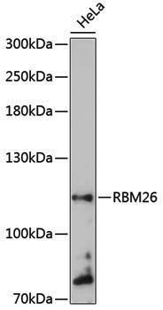 Anti-RBM26 Rabbit pAb