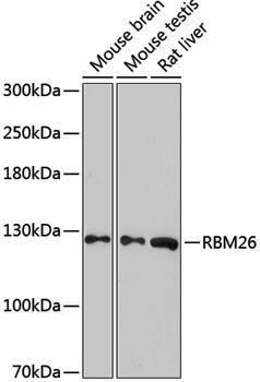 Anti-RBM26 Rabbit pAb
