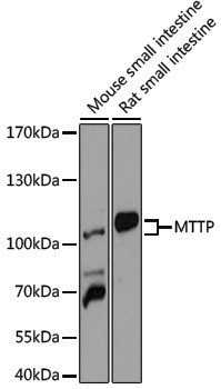 Anti-MTTP Rabbit pAb