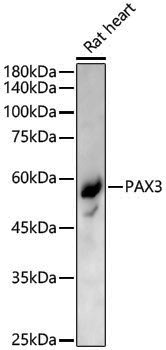Anti-PAX3 Rabbit pAb