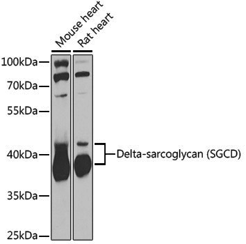 Anti-Delta-sarcoglycan/SGCD Rabbit pAb