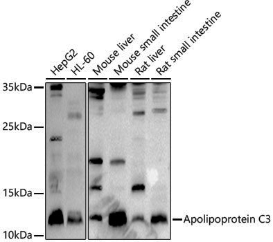 Anti-Apolipoprotein C3 Rabbit pAb