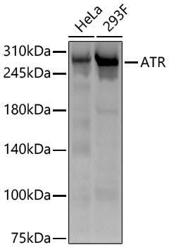 Anti-ATR Rabbit pAb