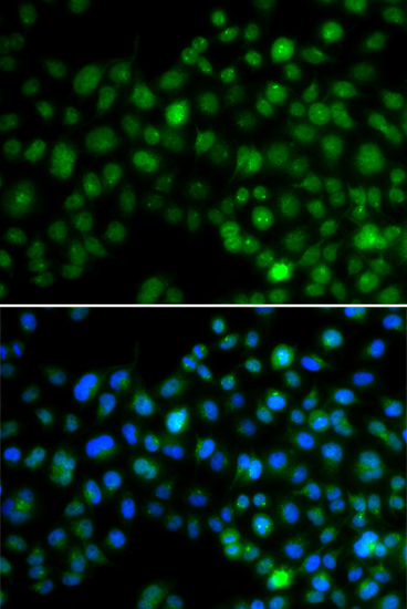 Anti-NFIL3 Rabbit pAb