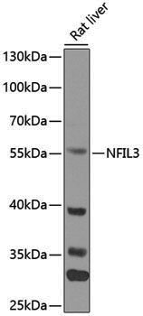 Anti-NFIL3 Rabbit pAb