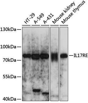 Anti-IL17RE Rabbit pAb