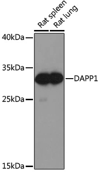 Anti-DAPP1 Rabbit pAb