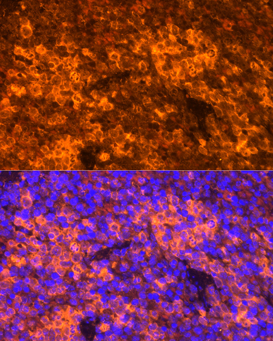 Anti-CCL5/RANTES Rabbit pAb